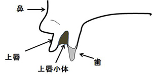 診療疾患画像