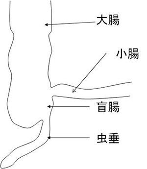 診療疾患画像