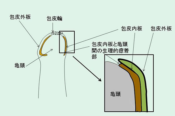 診療疾患画像