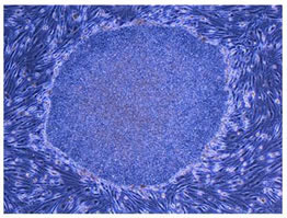 iPS-cells